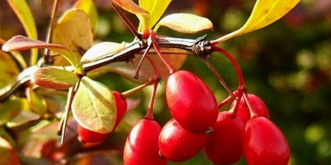 Kako sušiti žutiku kod kuće